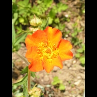 Geum chiloense (fam Rosacees) (Andes) (4)